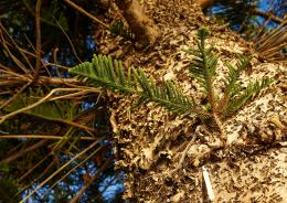 Legge deforestazione: a rischio la maggioranza
