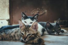 Un rifugio sicuro per gli otto gatti rimasti senza padrona