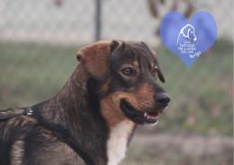 Dieci cagnolini alla ricerca di una nuova famiglia da amare