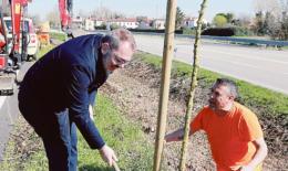 “Alberi? Prima il censimento”