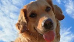 Raccolta fondi per pagarle la chemio