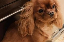 La cagnolina mette in fuga i ladri