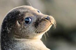 Nuovo avvistamento per la foca monaca