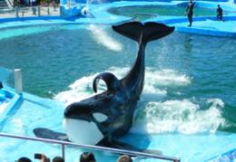 Kshamenk, l&rsquo;orca pi&ugrave; sola al mondo &egrave; morta
