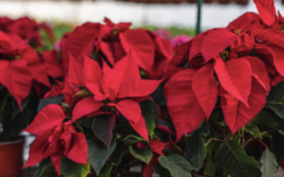 Stella di Natale, il fiore che racconta il Natale
