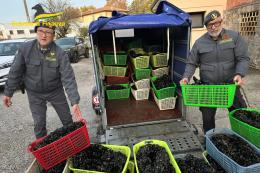 Vongole non sicure, maxi sequestro