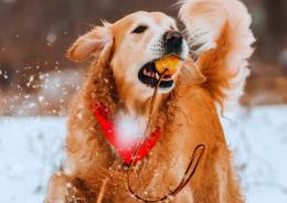 Natale in sicurezza per cani e gatti
