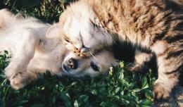 Cani e gatti, un amore sempre pi&ugrave; caro
