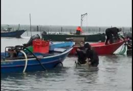 Granchio blu: il recinto ha funzionato, inizia la raccolta delle vongole