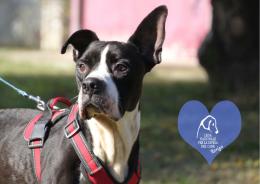 Dieci nuovi cuccioli aspettano casa