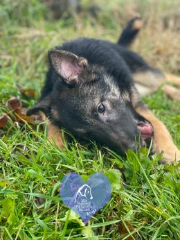 Dieci amici in cerca di una nuova famiglia