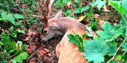 Daino ucciso sui Colli Euganei, la protesta