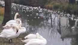 Rimorchio si ribalta, plastica tra i cigni