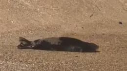 La foca monaca avvistata a Numana: appelli a non disturbarla