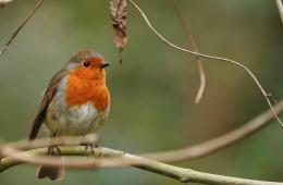 Capodanno e botti, l&rsquo;allarme della Lipu: &ldquo;Gravi conseguenze per la fauna selvatica&rdquo;
