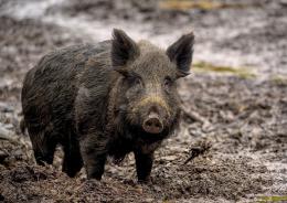 Pensava fosse morto, invece lo ammazza

