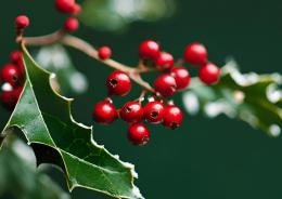 Agrifoglio, il simbolo verde della fortuna
