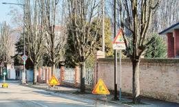 Addio a cinque platani ammalati