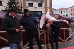 Il cigno torna libero