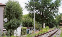 &ldquo;Via gli alberi lungo la ferrovia&rdquo;