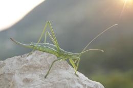 Le cavallette giganti avvistate sui Colli