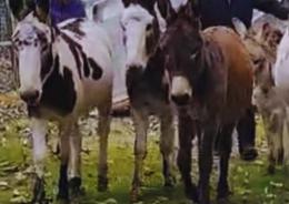 Asinelli salvati dal macello
