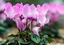 Ciclamino, il segreto per una fioritura senza pause
