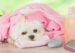 Torna Quattro zampe in fiera 