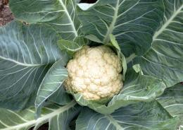 Il cavolfiore, tutti i segreti
