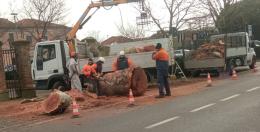 Platano abbattuto, &egrave; polemica