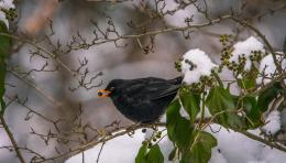 Giorni della Merla, ma senza gelo sul Veneto
