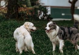 La voce che muove i cani
