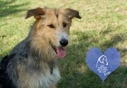 Dieci pelosetti cercano una famiglia