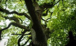 Insetti e tunnel segreti nel legno