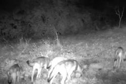 "C'&egrave; un branco dei lupi sui Colli"