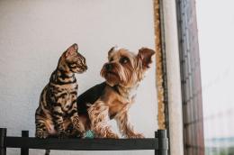 Bonus animali domestici 2026, requisiti e domanda