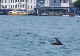 Mimmo, il delfino: parte il monitoraggio