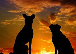 Bob, il cane che cambi&ograve; la legge
