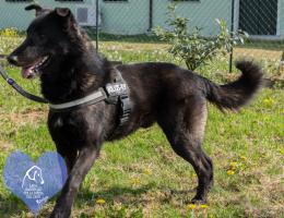 10 amici a quattro zampe in cerca di casa...