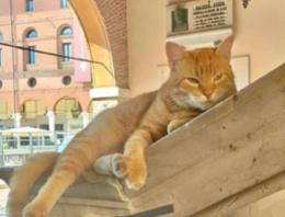 Dalla Bosnia alle nostre piazze: il micio ribelle divenuto star social