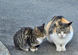 Animali soli dopo la morte degli anziani
