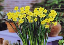 Balconi in fiore anche d&rsquo;inverno
