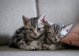 Tumori, la pista felina che cambia la ricerca

