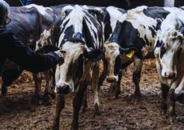 Mucche sequestrate a Lazise

