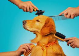 Pet economy, Padova sfonda quota 125 milioni
