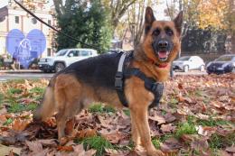 Dieci vite da cambiare: adotta un pelosetto