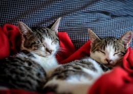 Viveva in appartamento con 33 gatti