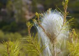 Allarme processionaria
