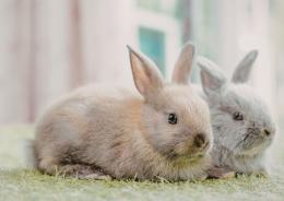 Tre padiglioni, 178 corsi:  arriva la fiera del verde
