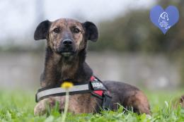 Dieci pelosetti pronti per una nuova famiglia